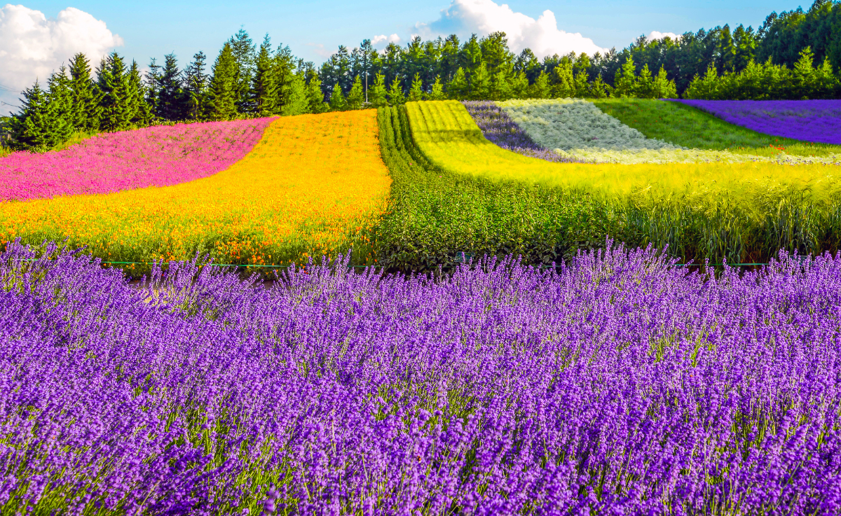 日本北海道 四季如畫的美瑛町 深陷於浪漫的 美瑛病 日本北海道 四季如畫的美瑛町 深陷於浪漫的 美瑛病