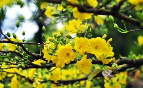 越南 過年