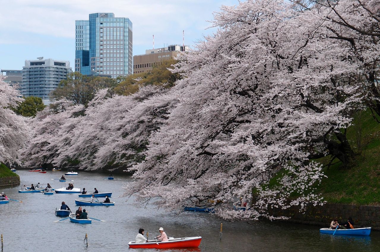 東京目黑川櫻花祭