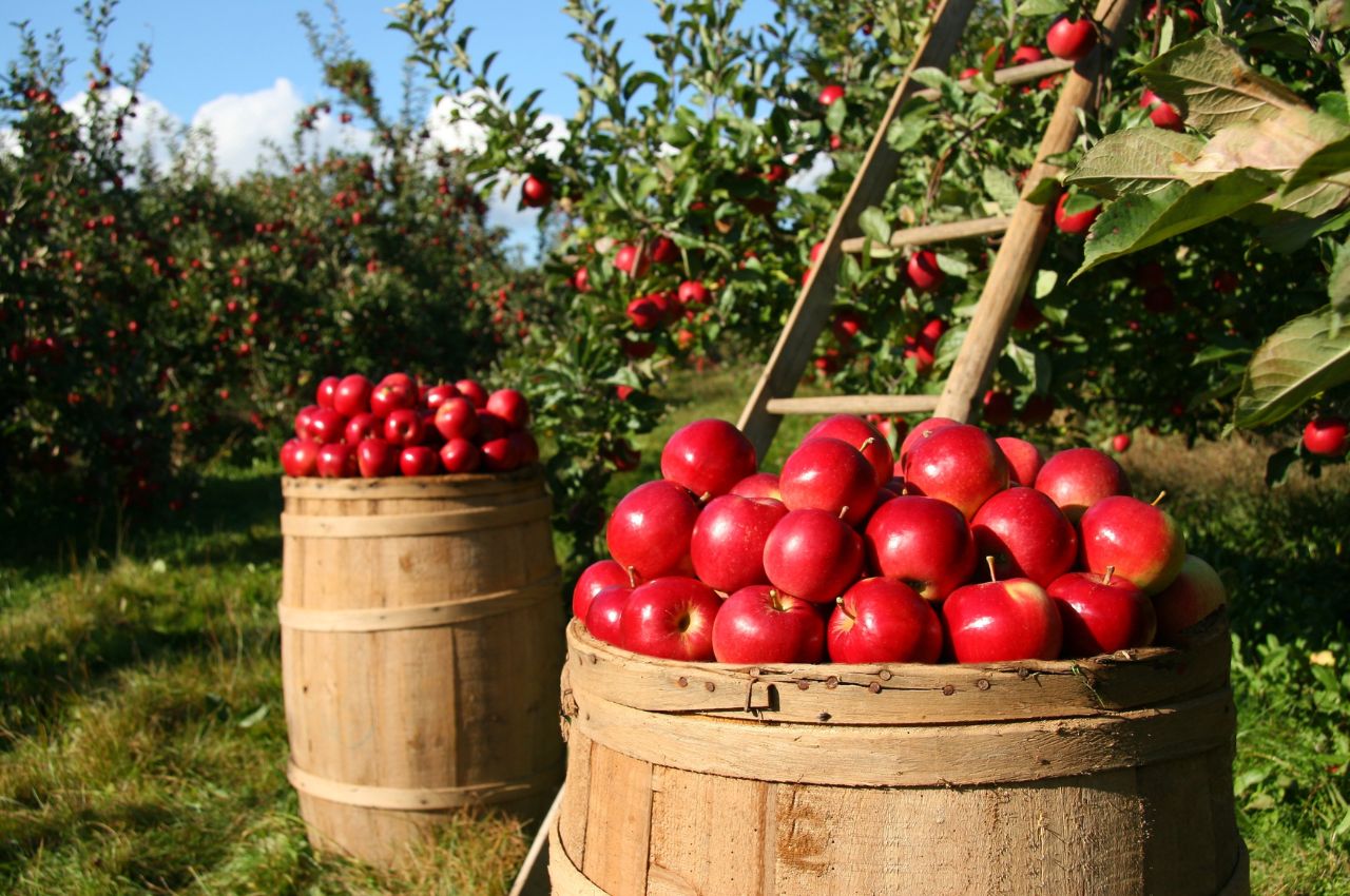 蘋果果園 apple orchard

