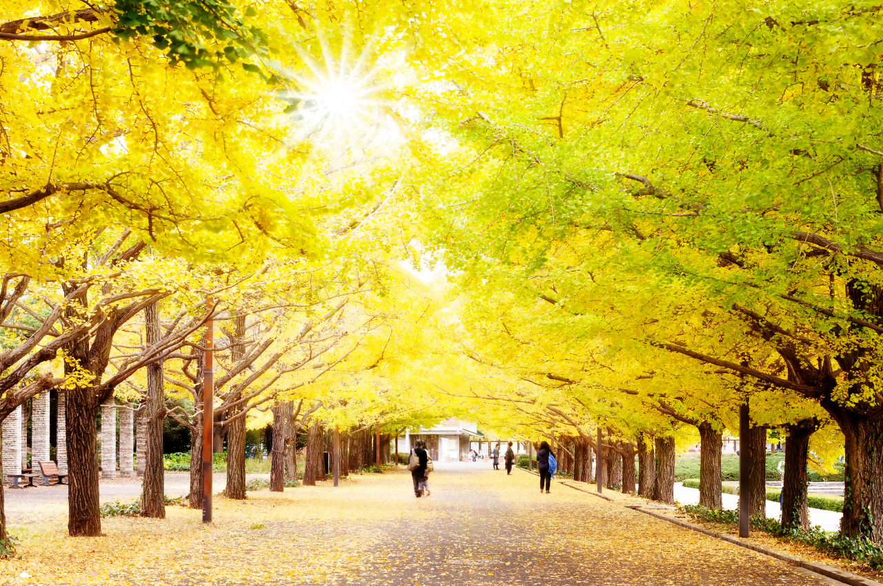 東京 紅葉 明治神宮外苑