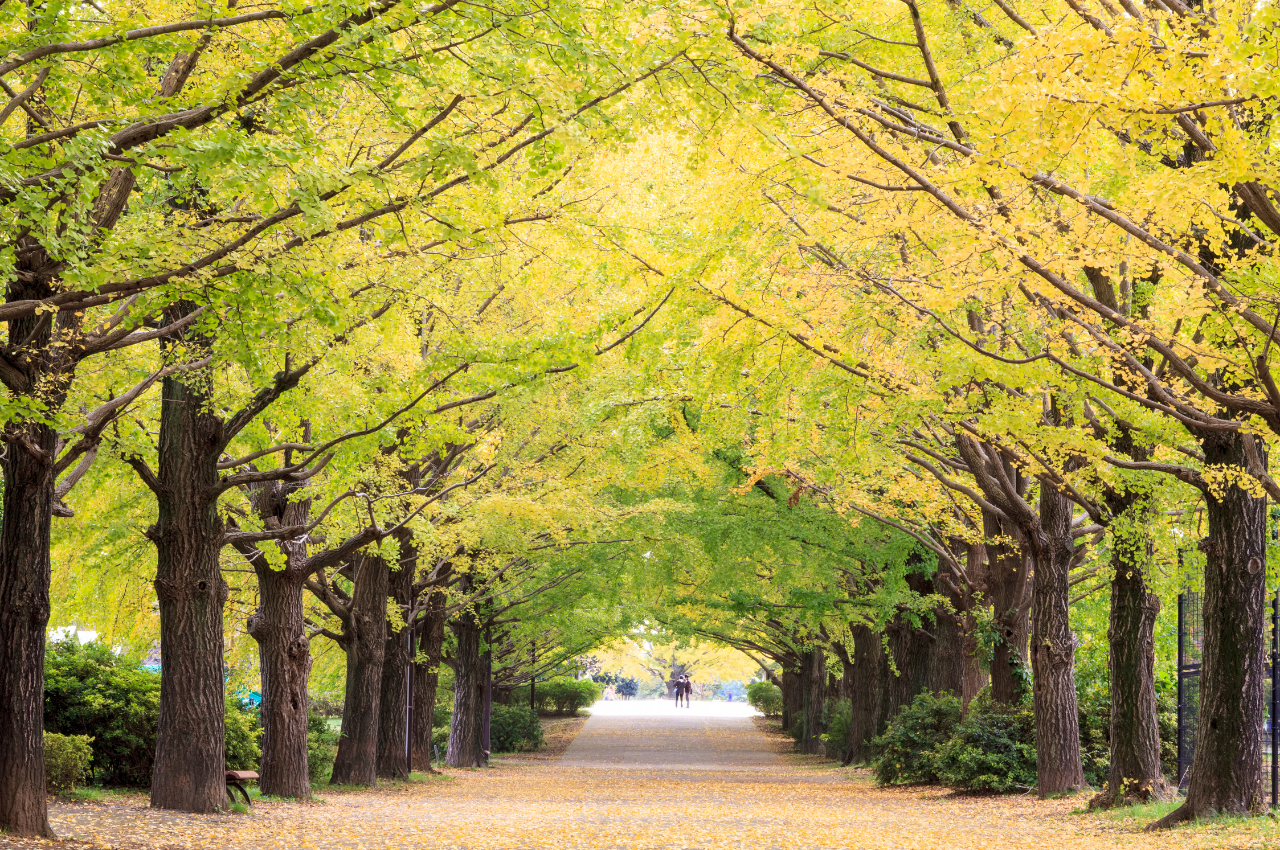 東京 賞銀杏 昭和紀念公園