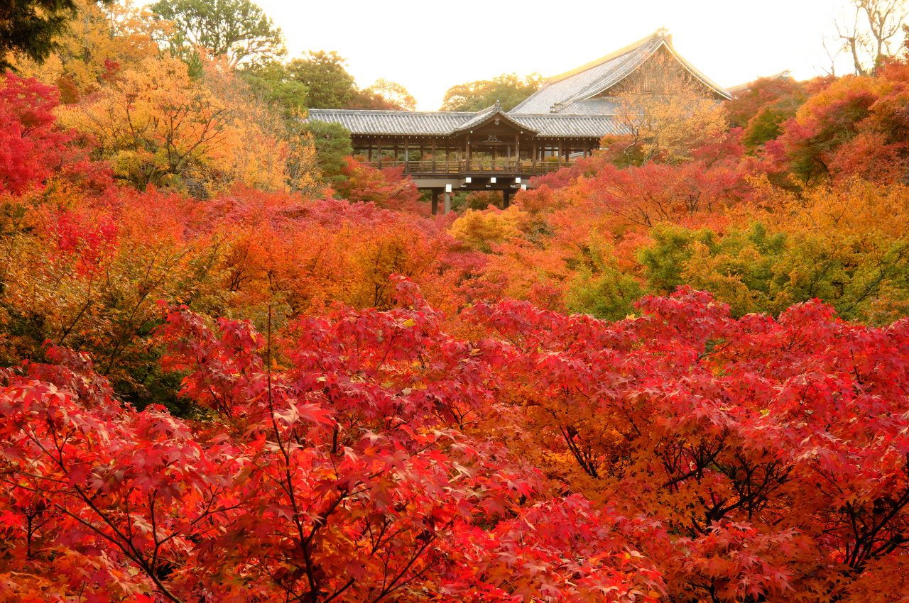 京都 賞楓 東福寺