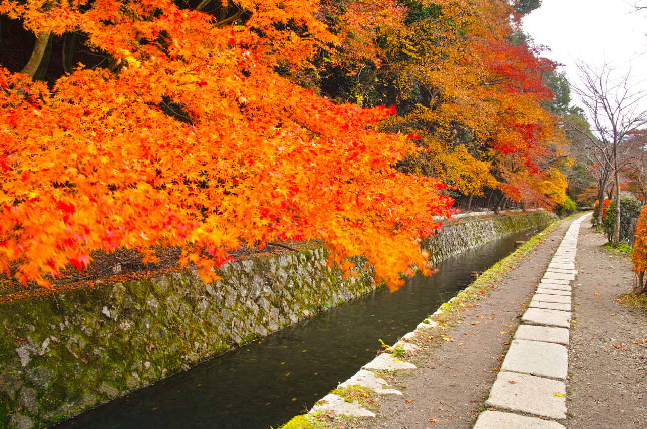 京都 紅葉名勝 哲學之道