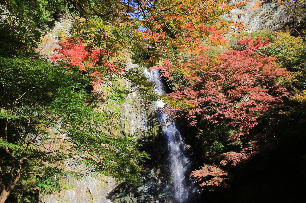 大阪 紅葉 箕面公園