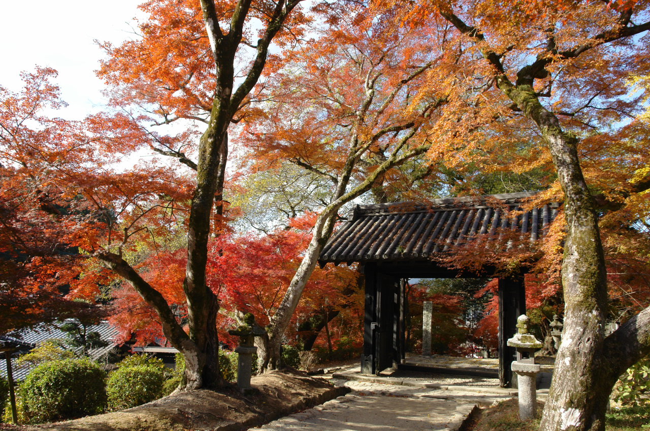 福岡 楓葉