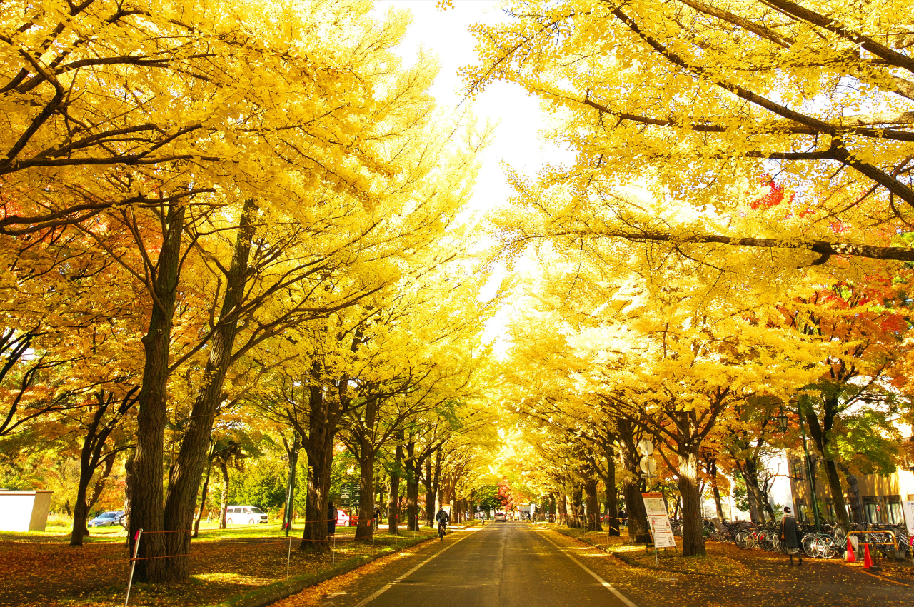 北海道大學 銀杏