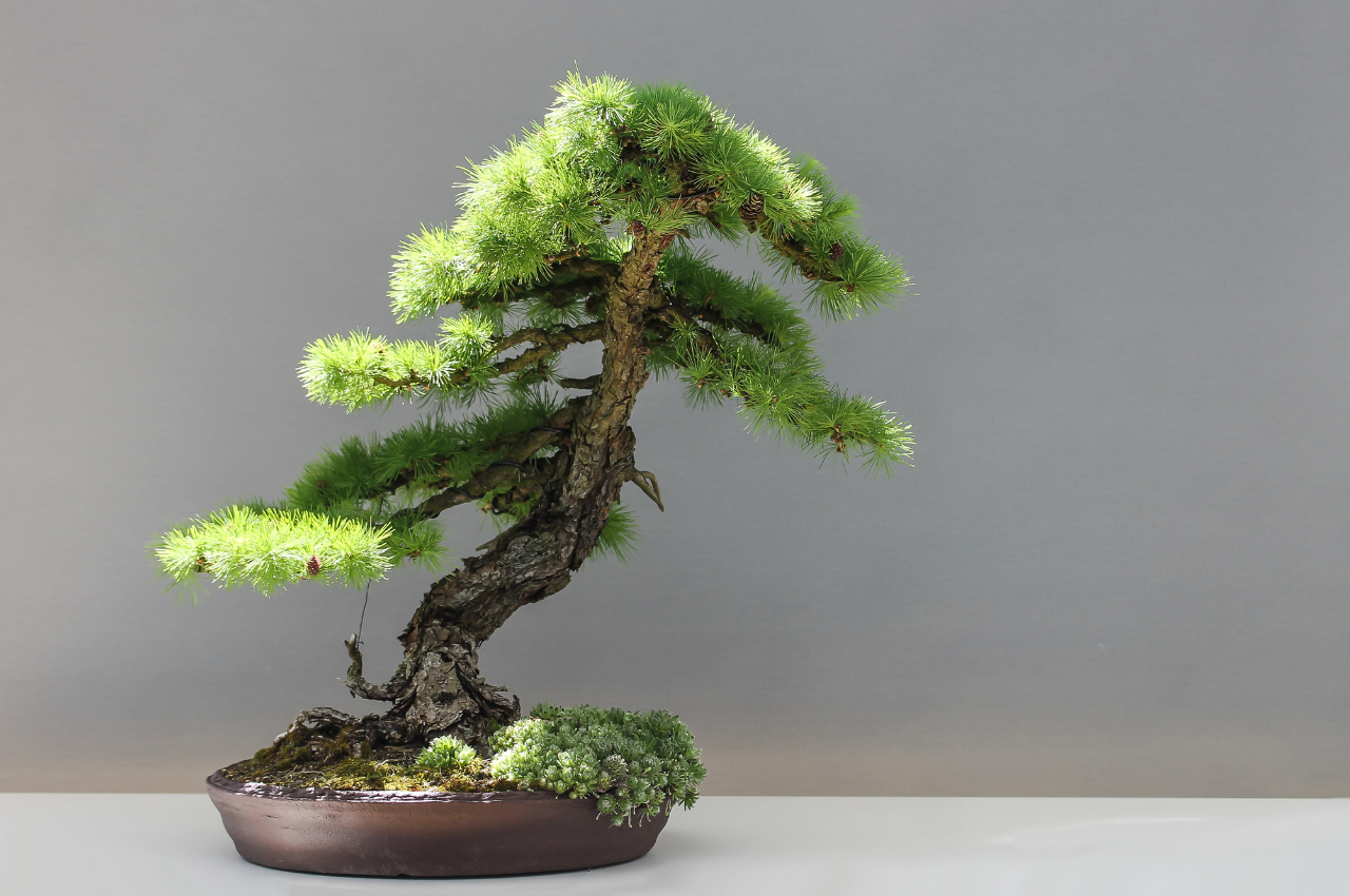 盆景(Bonsai)