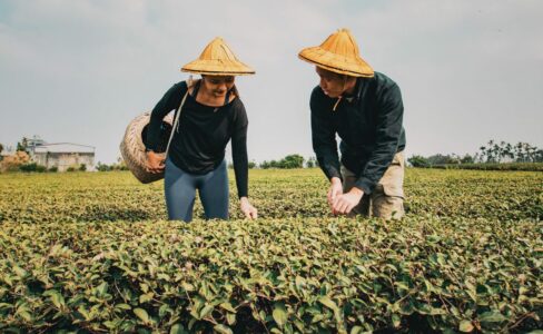 喝 茶 的 好處