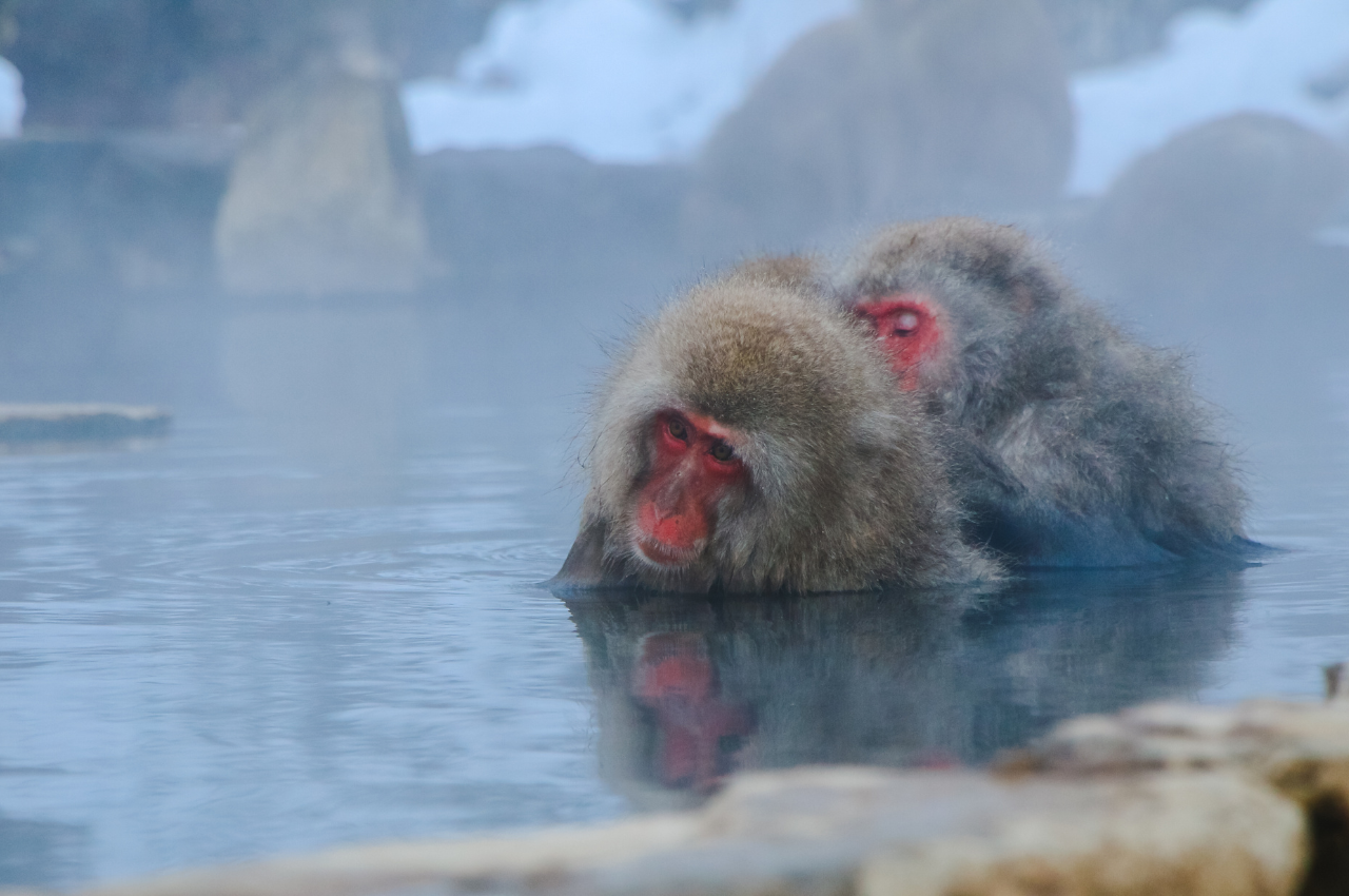 日本 溫泉
世界唯一能看到日本雪猴泡溫泉的地方就在日本北海道的地獄谷野猿公園，牠們看起來超級享受的呢！